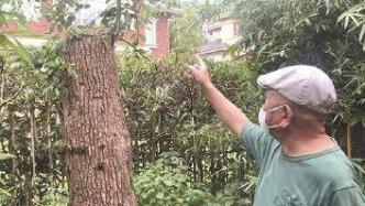 男子修剪自买树木被罚14万，自己的树怎么不能自己处置？