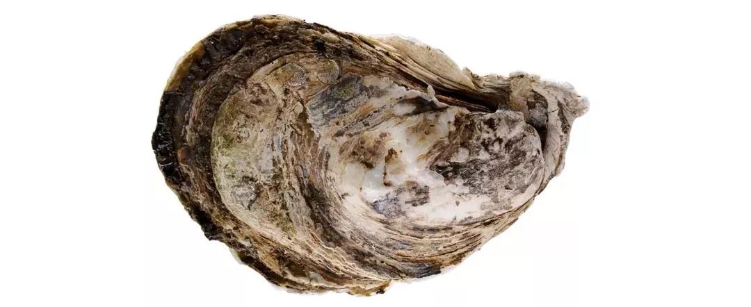 黄边糙鸟蛤 俗名:鸡腿螺