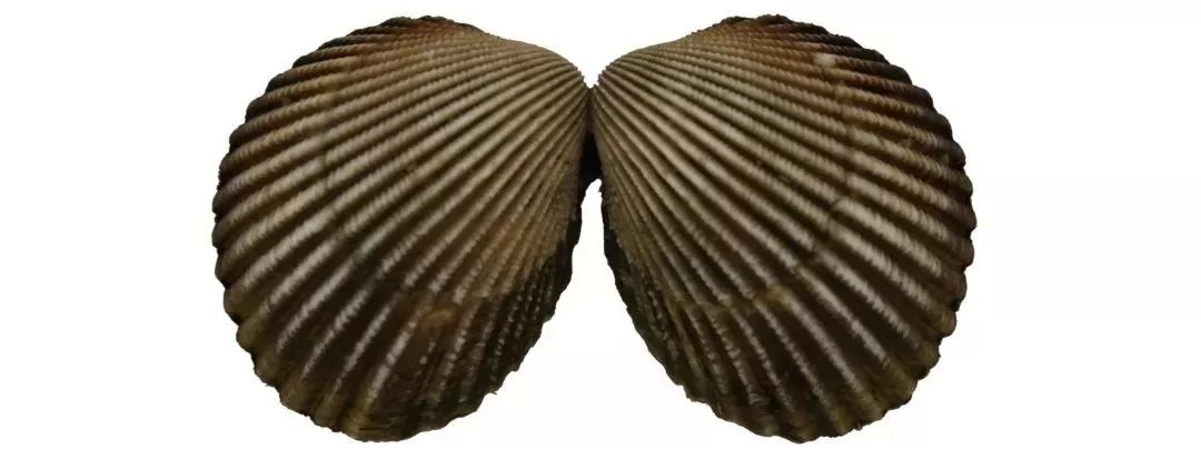 澳洲獭蛤 俗名:小象拔蚌