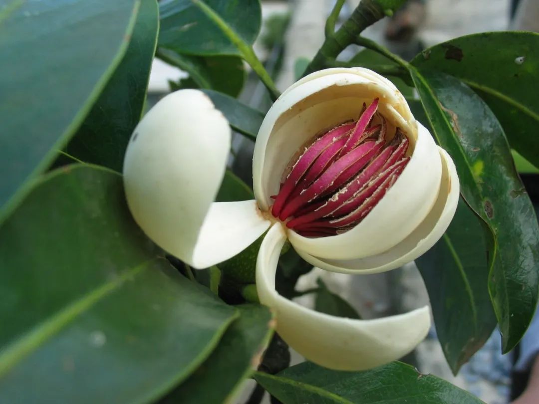 cop15| 就在蒙自附近居然有个野生植物园?