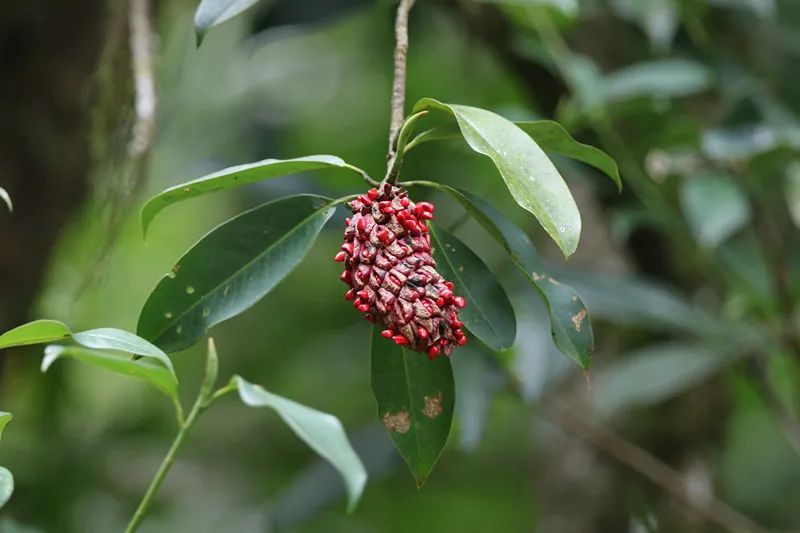 红花木莲果实 莫明忠 摄千果榄仁 莫明忠 摄红河木莲 莫明忠 摄十齿花