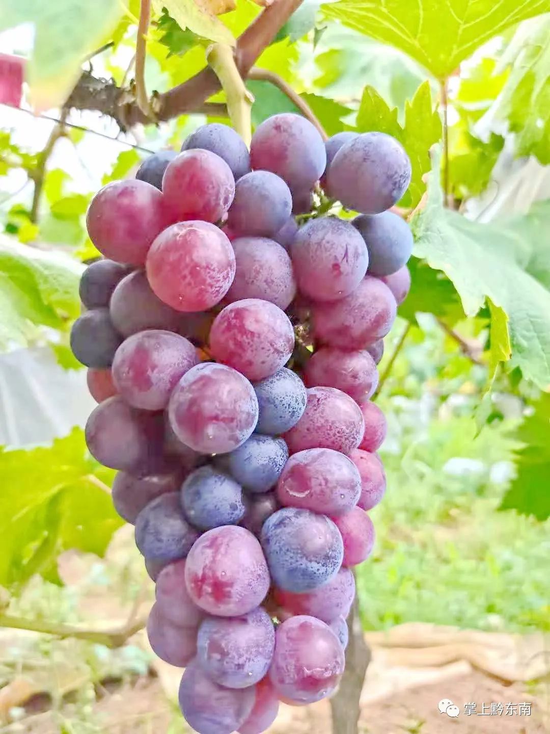 秋天的第一串葡萄周末带着家人朋友一起采摘