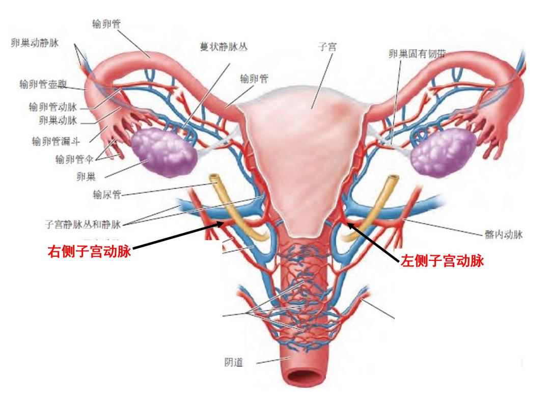 子宫解剖近距离图片