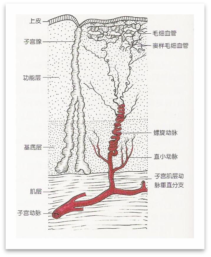 卵巢血管解剖图图片