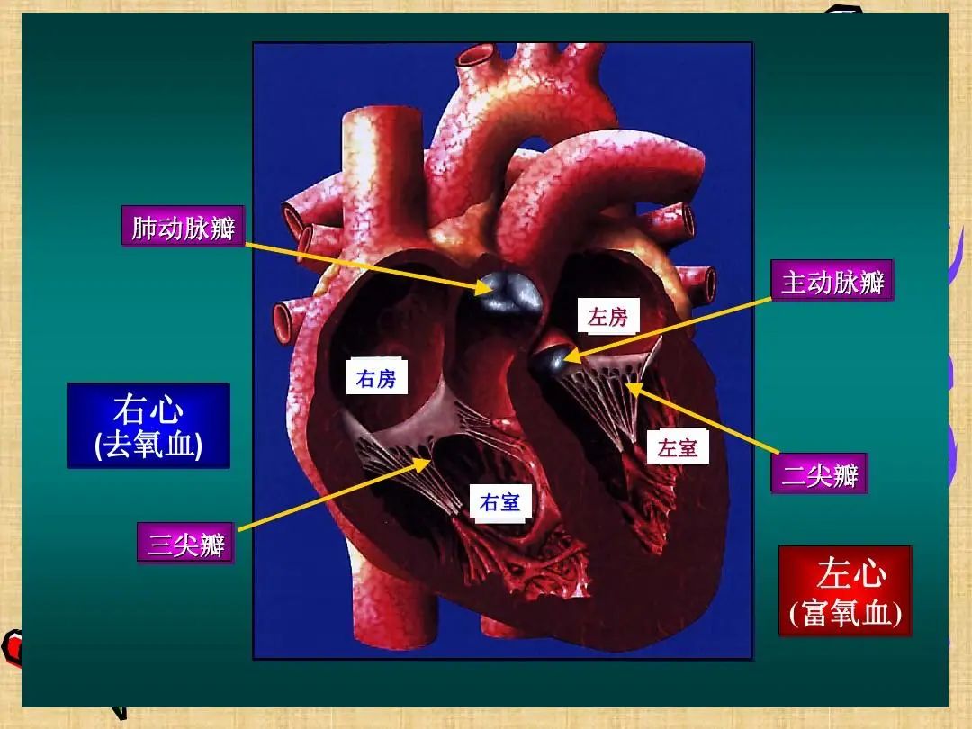 主动脉三个冠瓣示意图图片