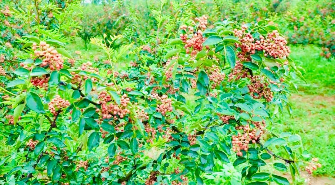 小花椒變身致富金豆豆