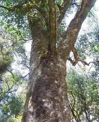 茶,是南方地区一种美好的木本植物,树高一尺,二尺以至数十尺.