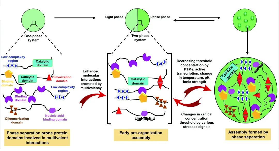 【学术前沿】相分离专辑|Membraneless Organelle Dynamics And C…_澎湃号·政务_澎湃新闻-The Paper