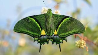 金光闪闪的大蝴蝶，是国家一级保护动物