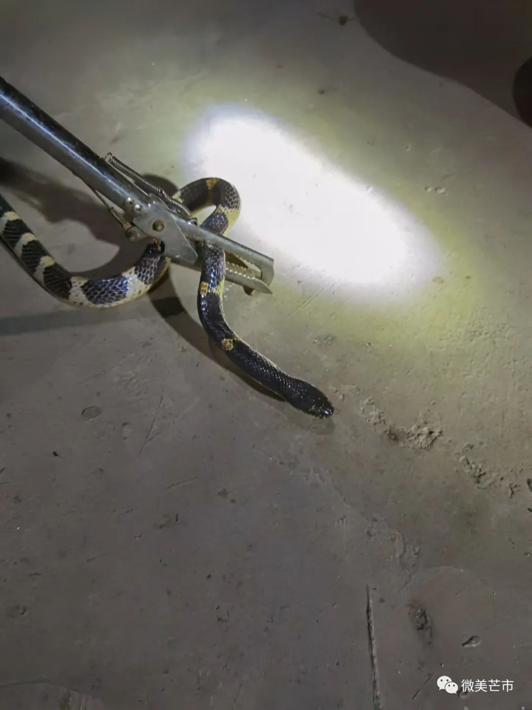 守边人邂逅白素贞悬