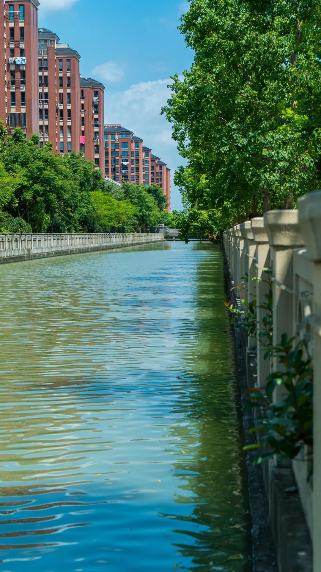看松江这里的河道水清景美