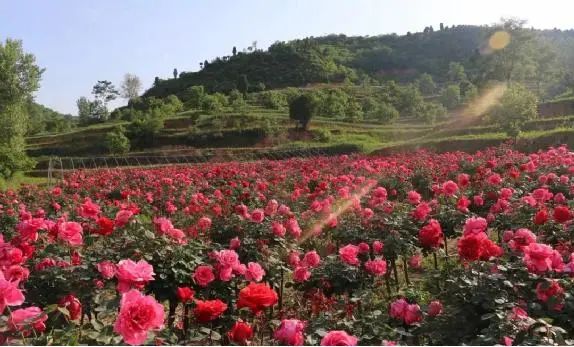 共同富裕看这里常山县新昌乡郭塘村致富大道上开满幸福之花