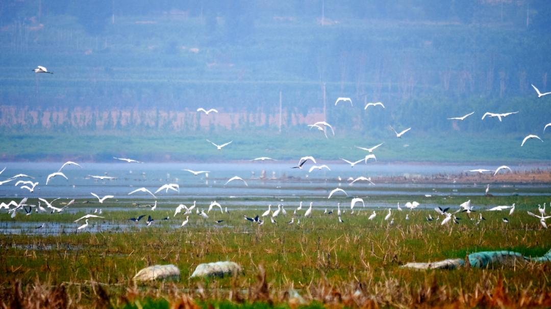 溢泉湖畔来了群"小可爱",美翻了~