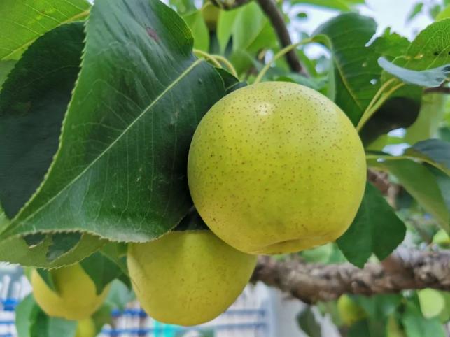 梨不开你燕郊大石各庄千亩梨园的梨熟了