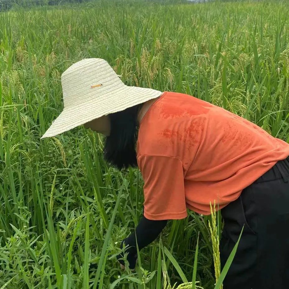 烈日骄阳,看看南方小姐姐下田割稻子有多拼!