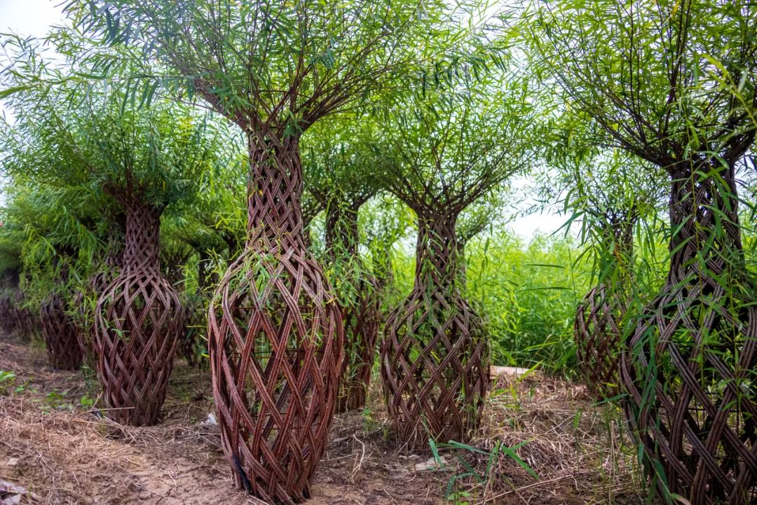 杞柳种植图片