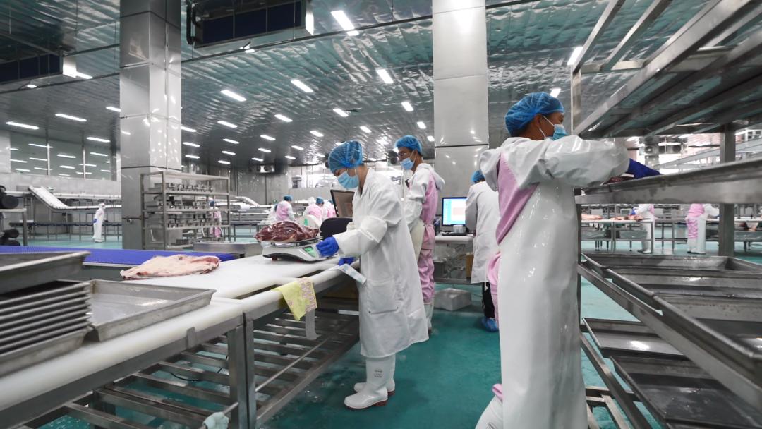 绿丰泉牛羊冷链加工中心全力以赴忙生产