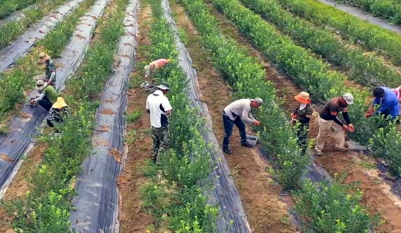发展蓝莓种植业是靖宇县产业脱贫的成功代表,通过种植蓝莓,短短几年