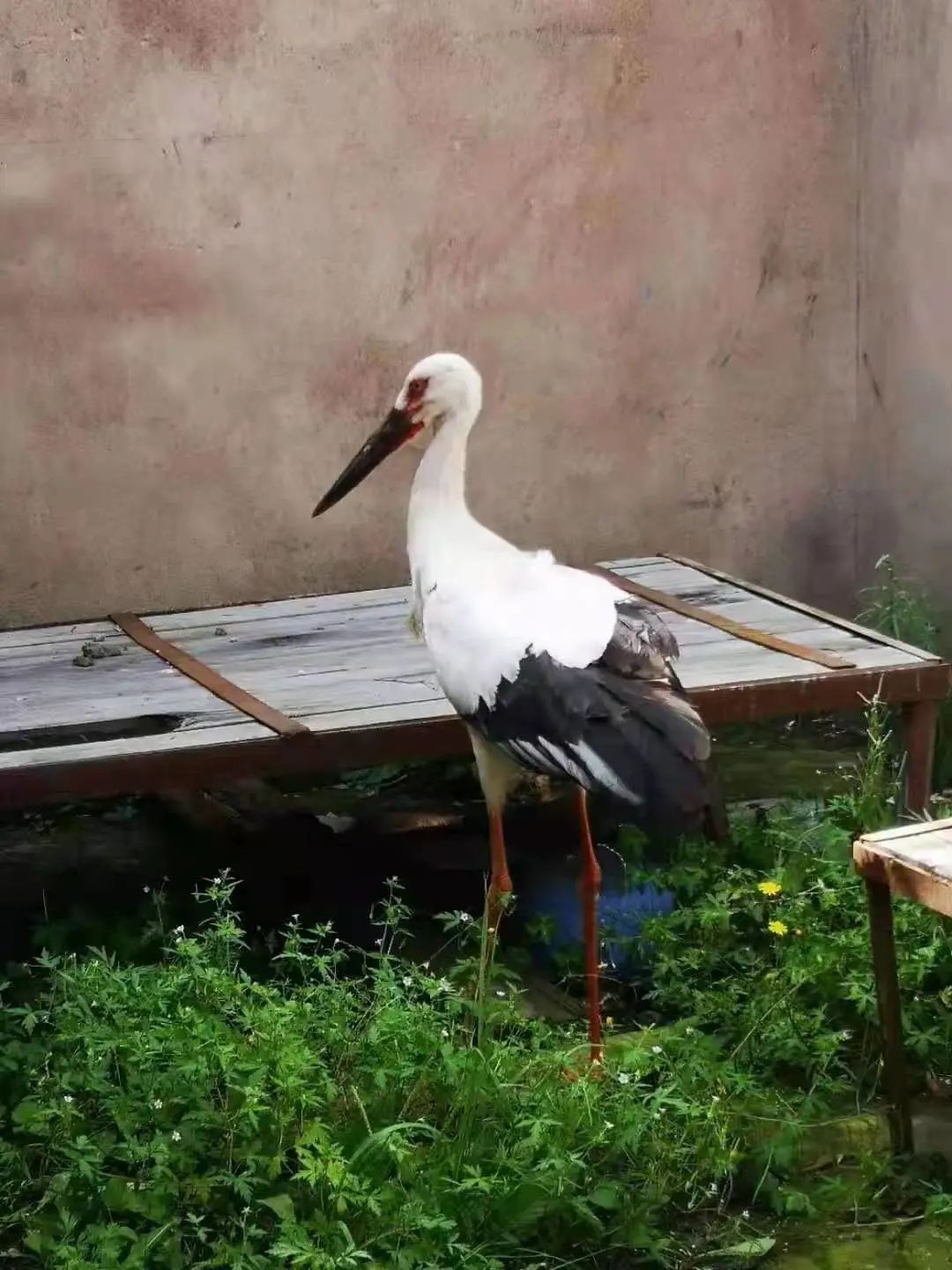 阿龍山分局成功救助國家一級保護動物——東方白鸛