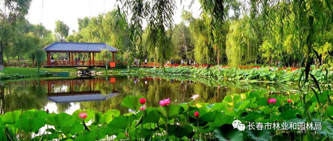 长春花卉批发市场在哪里