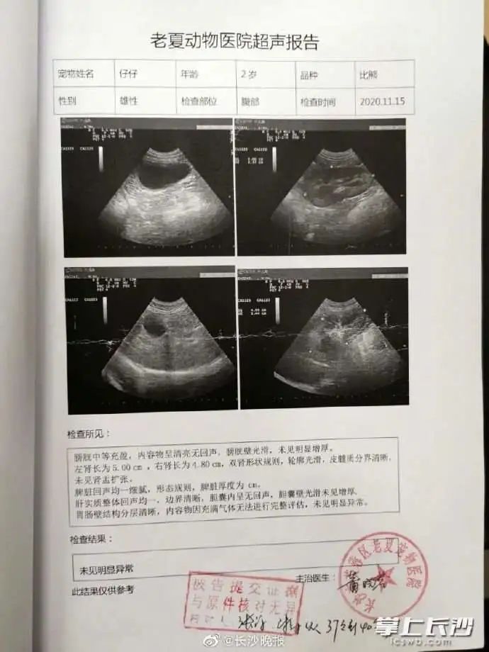 遛狗不拴绳致狗撞车,狗没事车损坏,法院:狗主人赔偿维修费 遛狗不拴绳致狗撞车,狗没事车损坏,法院:狗主人赔偿维修费