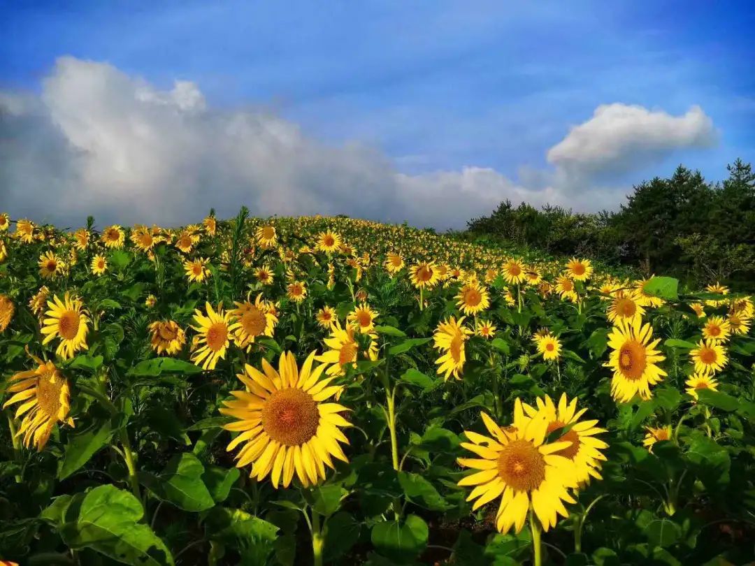 100出大片文成这片向日葵花海美美美炸了