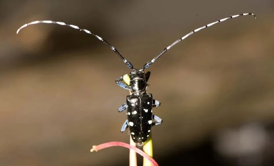 anoplophora glabripennis光肩星天牛▲ 屬於鞘翅目天牛科,在我國多數