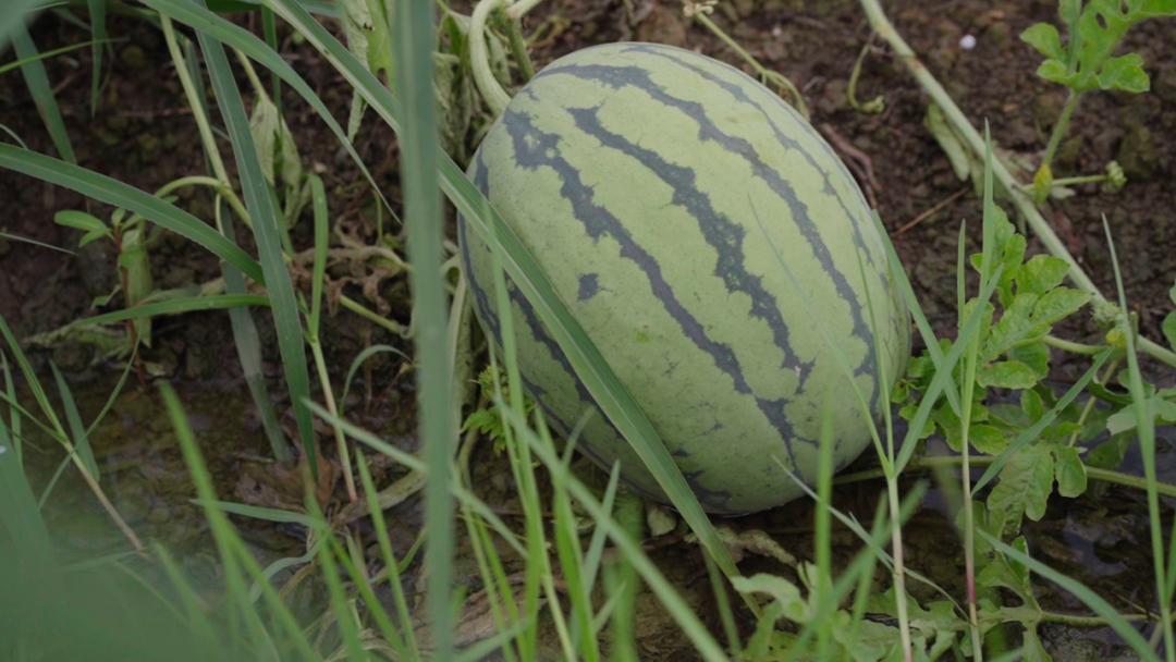 新余山瓜之乡喊你吃瓜啦