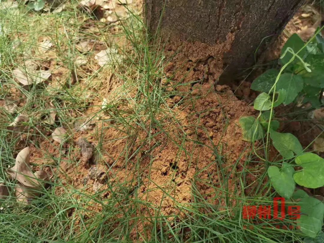 在火炉山看见的超大红火蚁巢 面积大约半米
