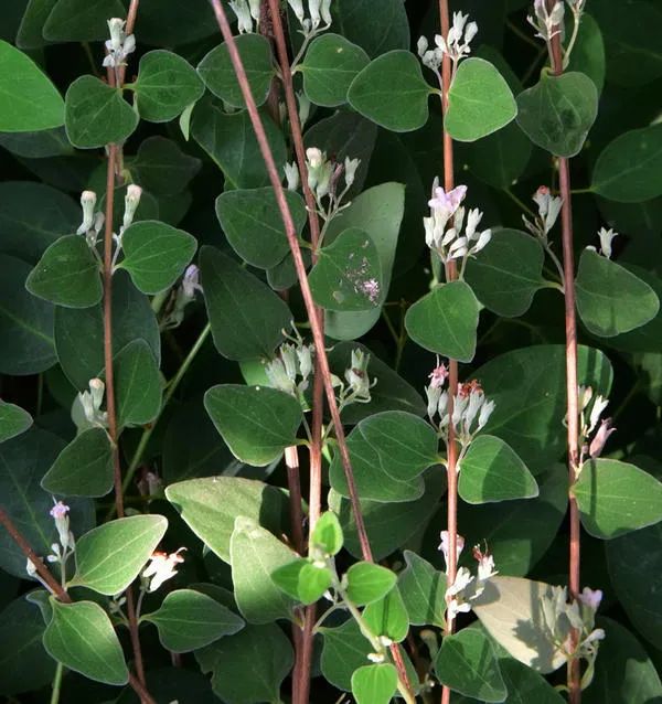 菊叶香黎2)安阳市防汛抗旱指挥部决定,原8月23日恢复机动车每日限行两