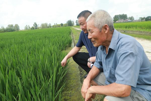 小田变大田亭湖农民幸福沁心田