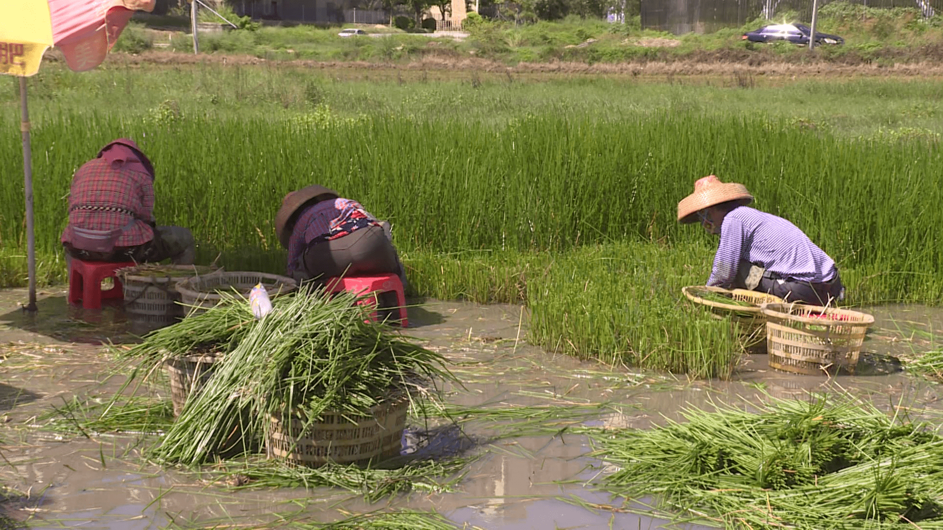 海陵晚造珍珠马蹄种植全面铺开