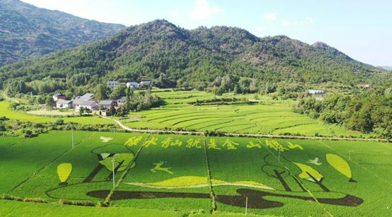 高照2021-08-21 10:31河南广播电视台乡村频道官方澎湃号河南乡村频道