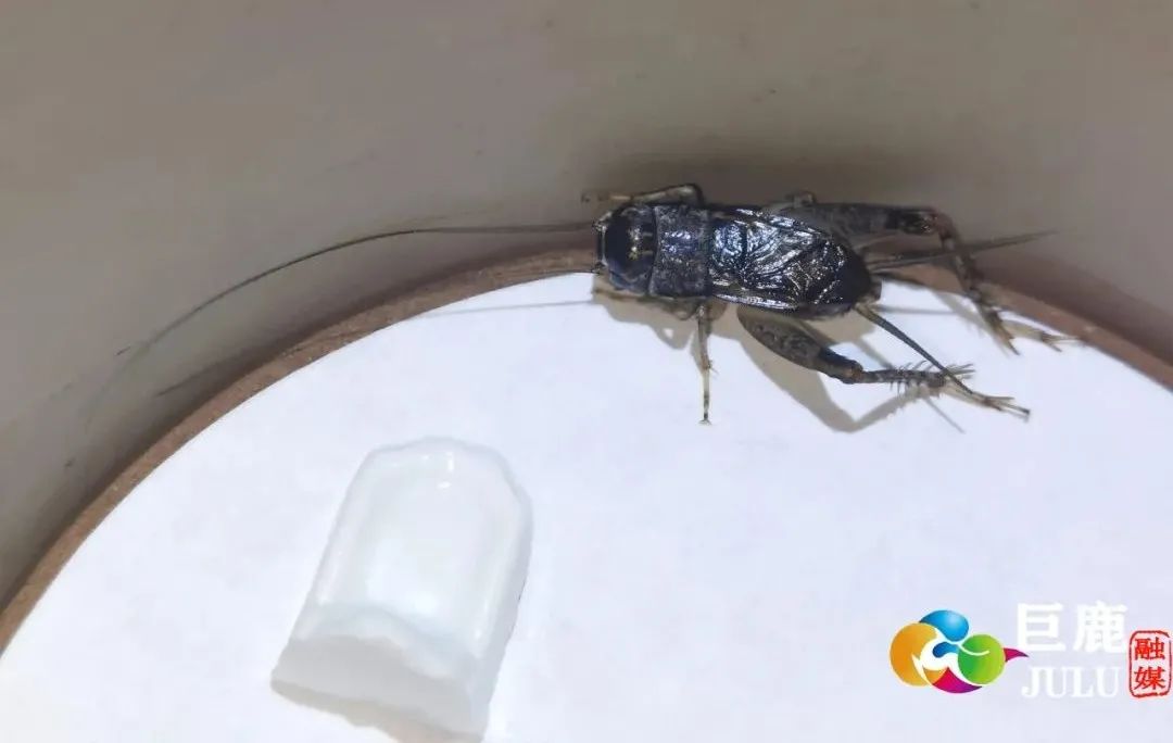 3800元巨鹿农民霍会荣玩起蛐蛐