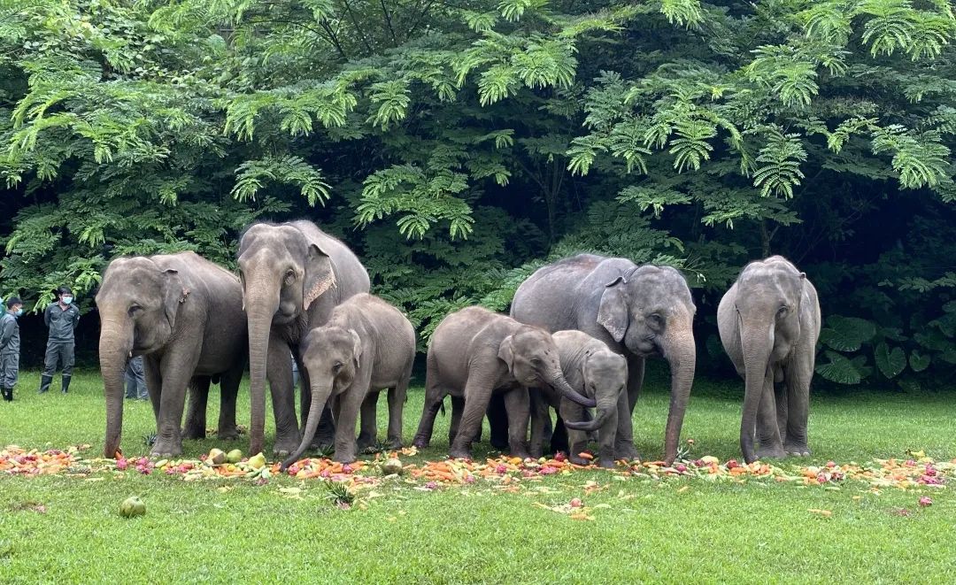 打卡中老铁路沿线网红景点野象谷