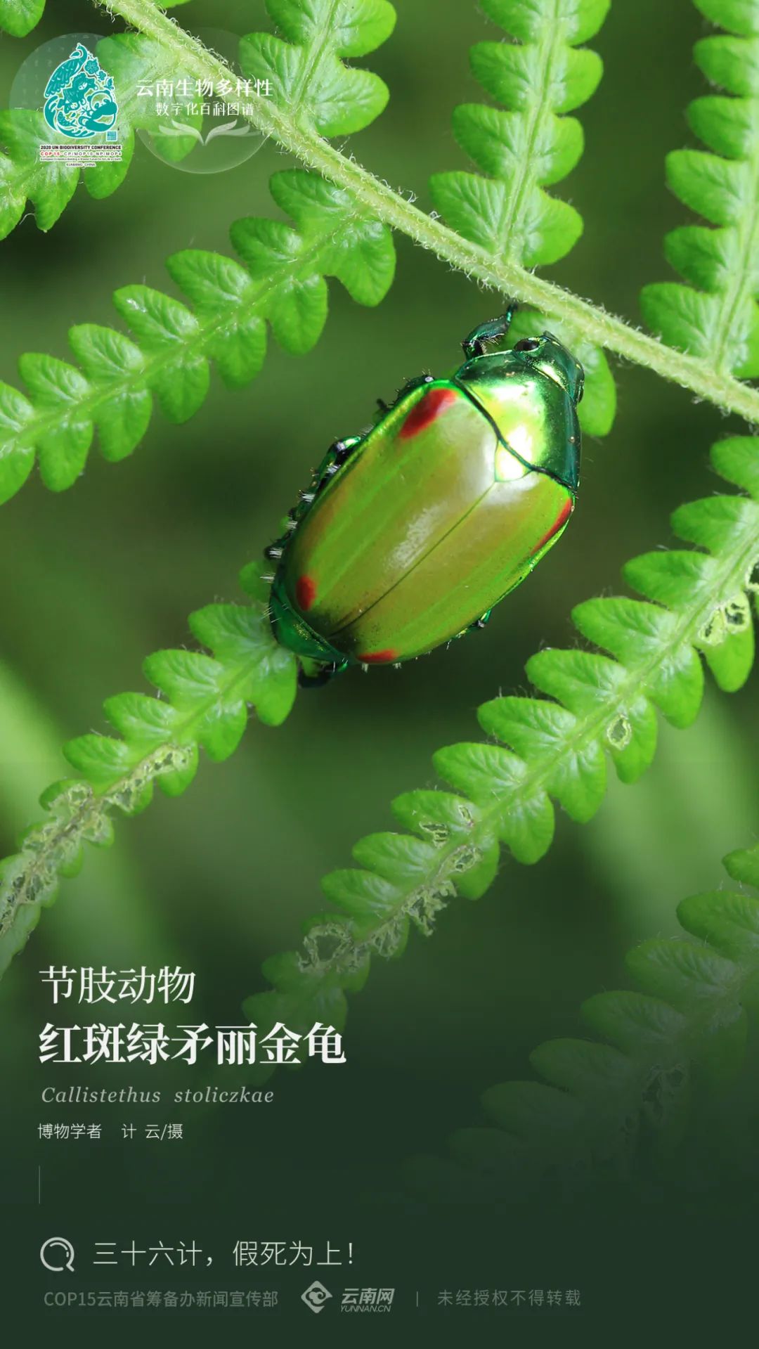 【云南生物多样性数字化百科图谱】节肢动物·红斑绿矛丽金龟:三十六