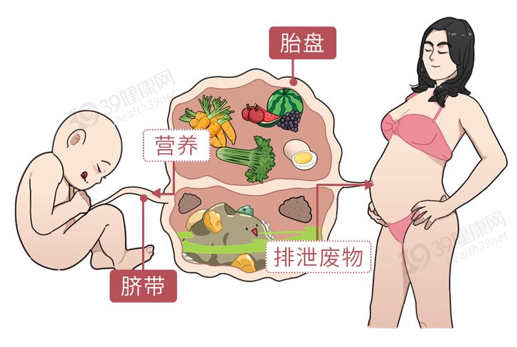 胎盘吸收营养示意图图片