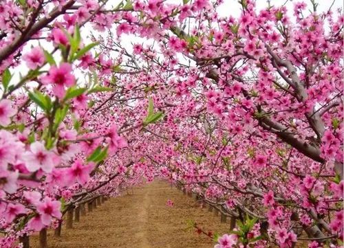 桃花树的样子风景图片图片