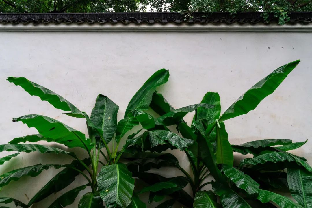风又绿芭蕉