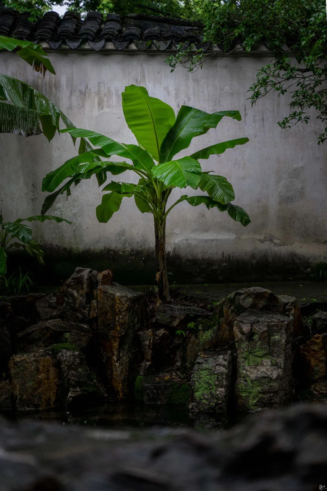 风又绿芭蕉