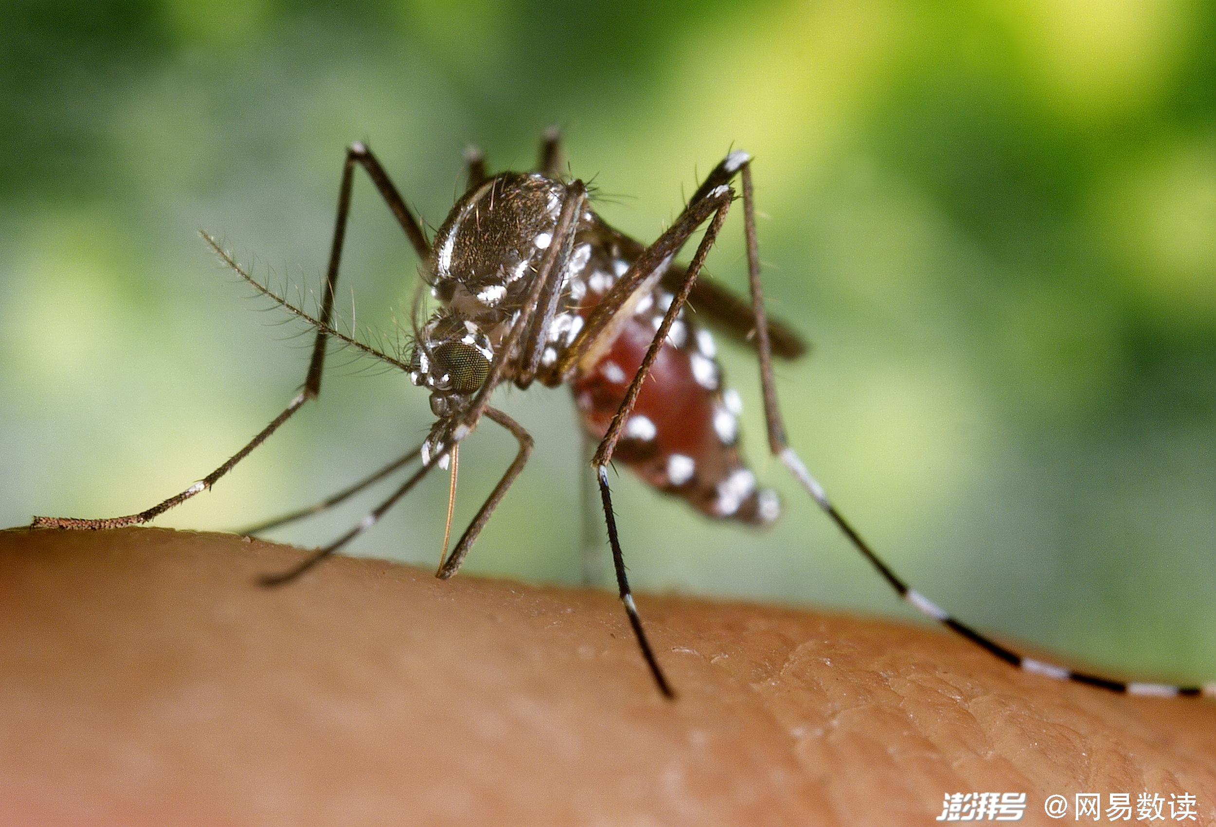 白纹伊蚊和普通蚊子图片