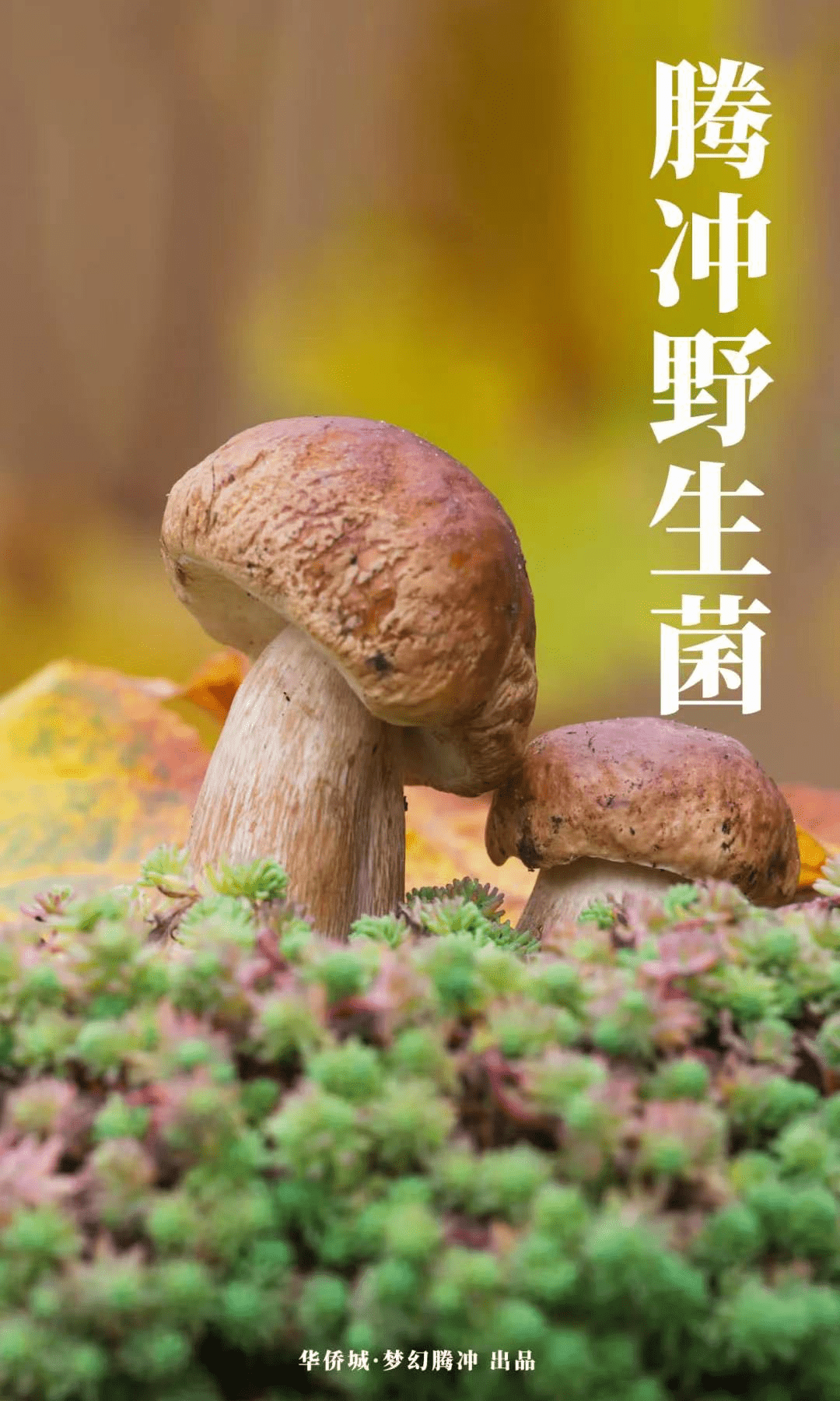 腾冲野生菌王国知多少