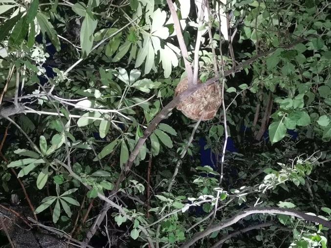 一小区惊现多个马蜂窝!被蛰严重可致命,千万别盲目处理