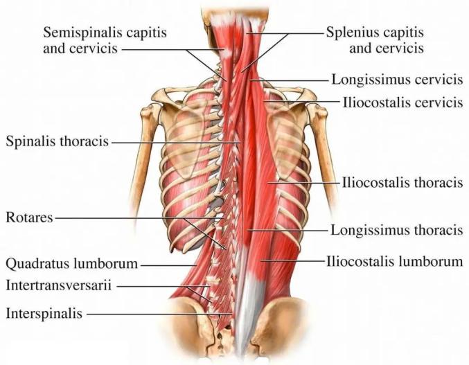 背部肌肉群是仅次于腿部肌肉群的大肌肉群