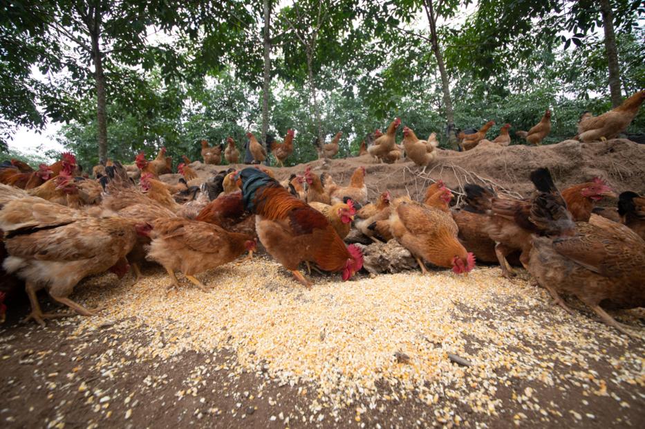 海南吃货集合吃鸡就吃这只原生态自然生长的鸡