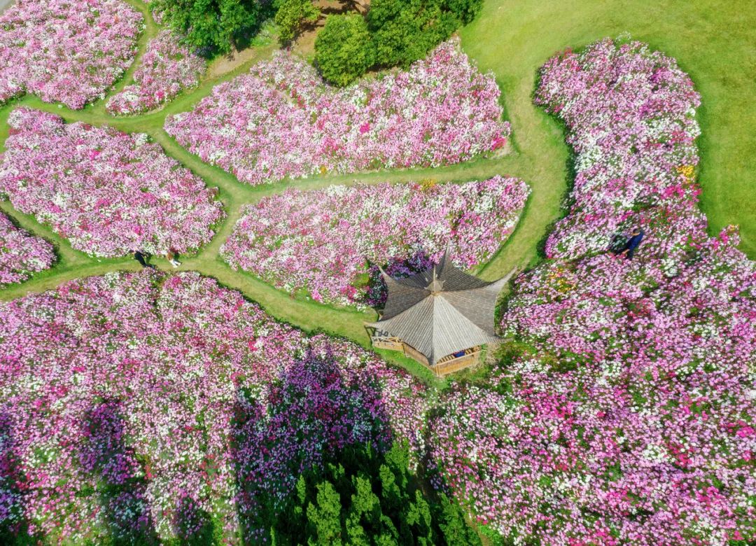 濱江森林公園花海升級中粉黛亂子草即將加入朋友圈