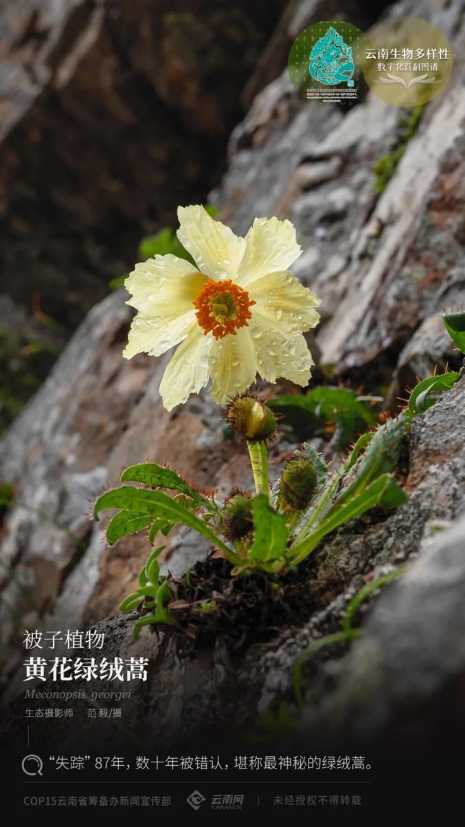 【雲南生物多樣性數字化百科圖譜】被子植物·黃花綠絨蒿: