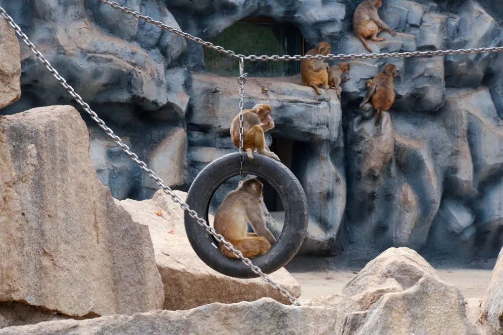 怎么逛一个2021年的动物园