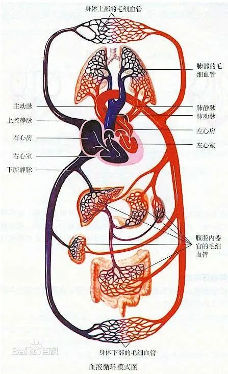 冠脉循环示意图图片