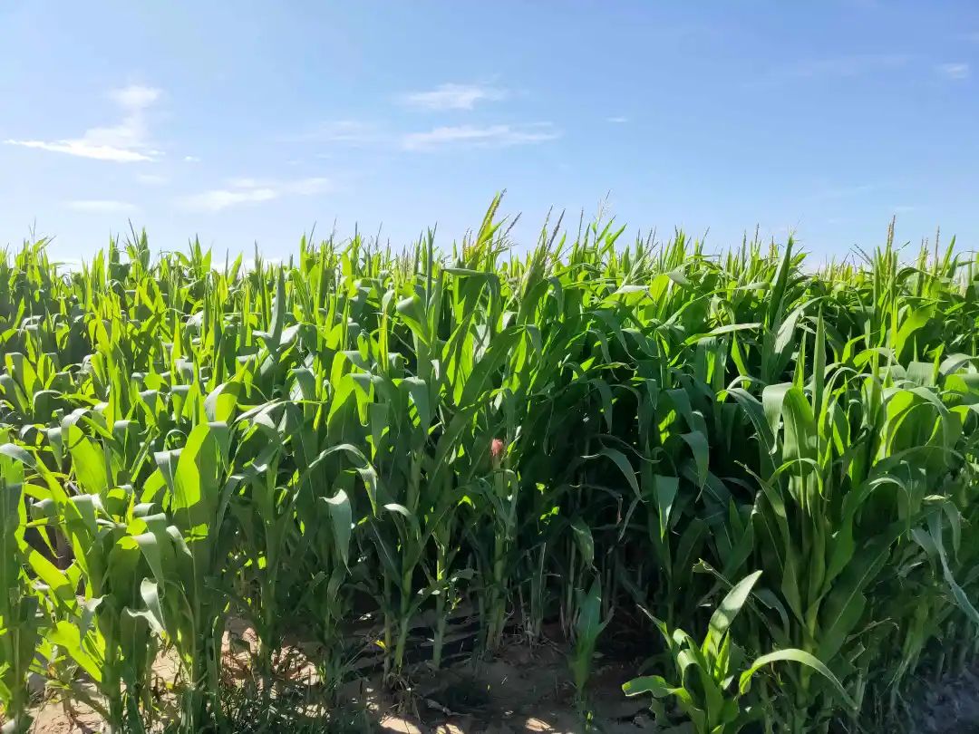 记者来到吉生太镇中号行政村牛房滩村,映入眼帘的除了葱郁的玉米地